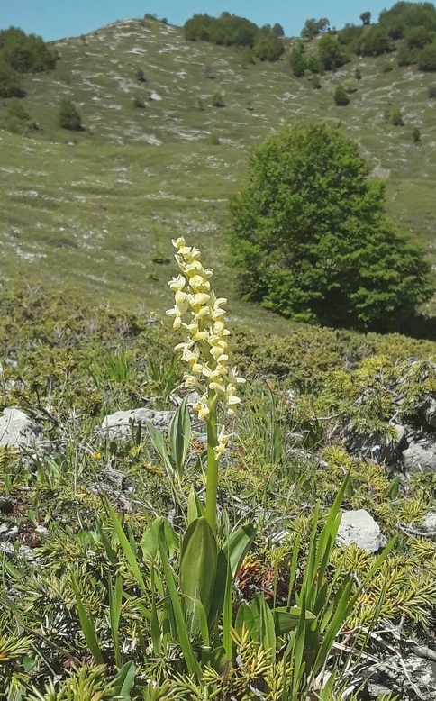 Il posto delle Orchis spitzelii (e non solo...)